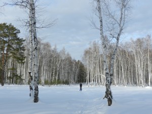 дорога в лес