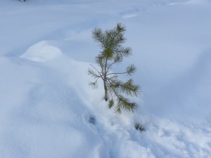 сосенка и снег