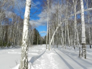 березы и лазурное небо