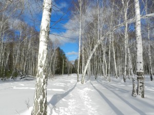 березы  и лазурное небо