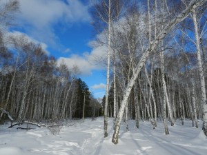 березы  и лазурное небо