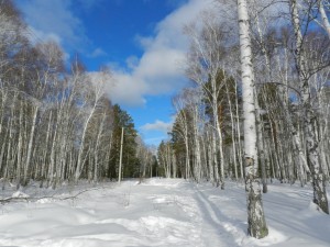 березы и лазурное небо