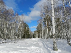 березы  и лазурное небо