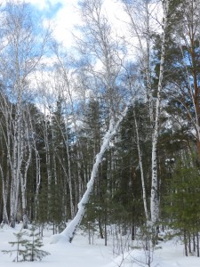 Заснеженная береза