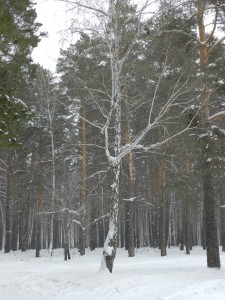 снегопад в лесу