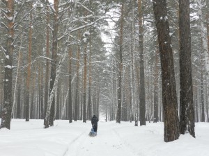 снегопад в лесу