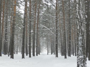 снегопад в лесу