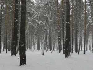 снегопад в лесу
