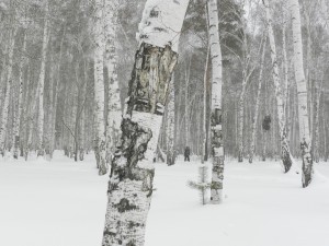 снегопад в лесу