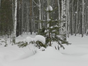 снегопад в лесу