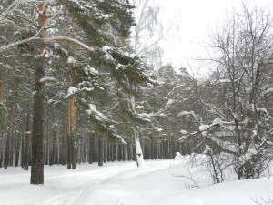 снежные тропы в лесу