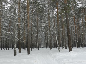 снежная дорога в лесу