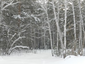 куст черемухи под снегом и березы