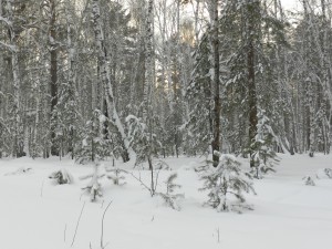 закат в зимнем лесу