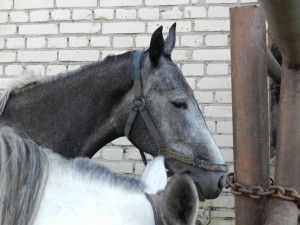 На курганском ипподроме