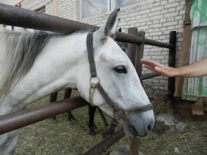 прикоснуться к лошади :)