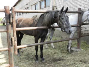 На курганском ипподроме