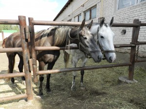 Кони на курганском ипподроме