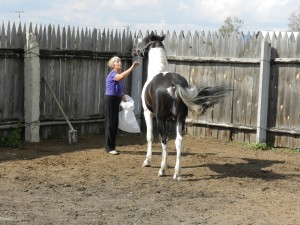 Лошадь на ранчо в Лукино