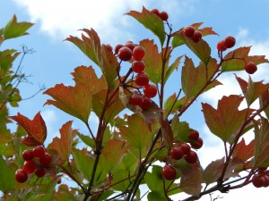 ягоды и листья калины на фоне неба
