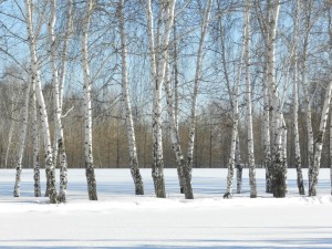 березы среди снежных полей