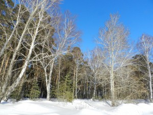 синее-синее небо зимой
