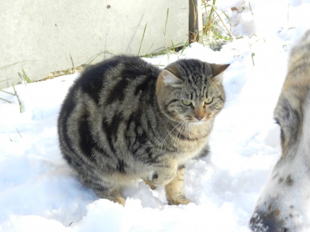 кот на снегу