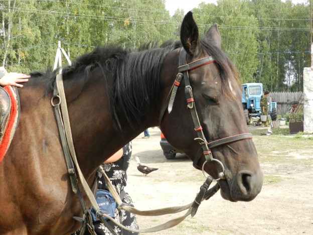 Лошадь на ранчо в Лукино